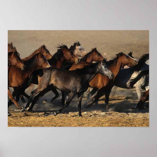 Araber, die in der Wüste laufen Poster (Vorne)