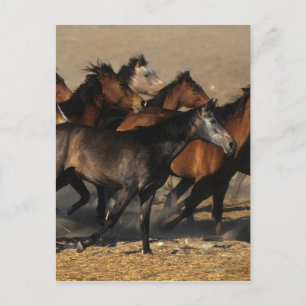 Araber, die in der Wüste laufen Postkarte