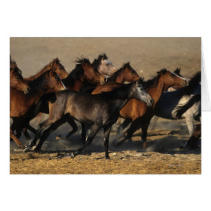 Araber, die in die Wüste laufen