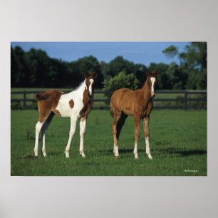 Araber fohlt stehend auf dem grasartigen Gebiet Poster
