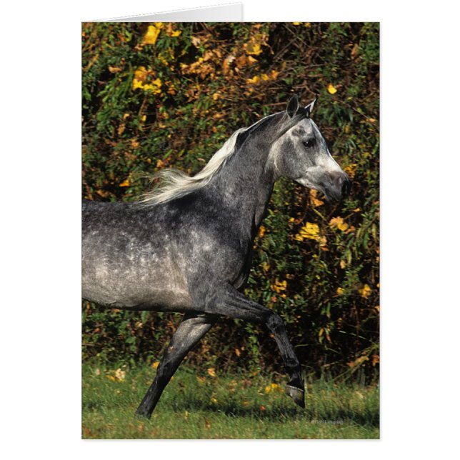 Araber: Herbst (Vorne)