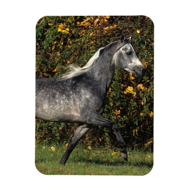 Araber: Herbst Magnet (Vertikal)