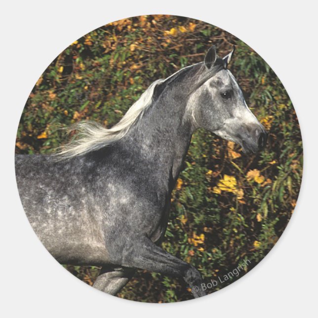 Araber: Herbst Runder Aufkleber (Vorderseite)