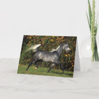 Araber-Laufen: Herbst