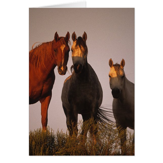 Arabes au coucher du soleil (Devant)