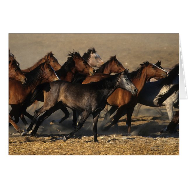 Arabes courant dans le désert (Devant horizontal)