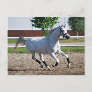 Arabian 1 postkarte