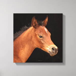 Arabian Filly Leinwanddruck