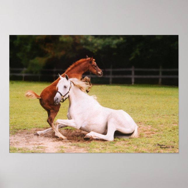 Arabian Foal & Mare Poster (Vorne)