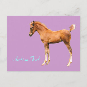 Arabian Foal Postcard Postkarte