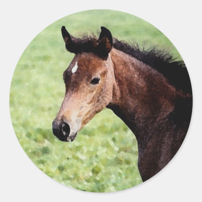 Arabian Foal Sticker (Vorderseite)