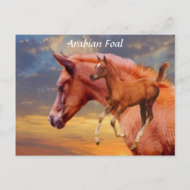 Arabian Foal Sunset Postcard Postkarte (Vorderseite)