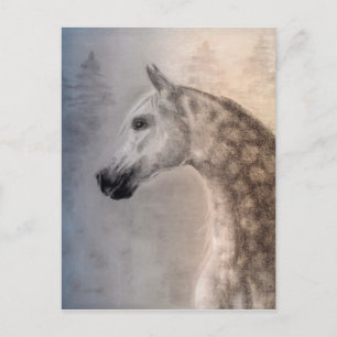 Arabian Horse Postcard Postkarte