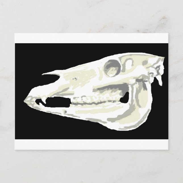 Arabian Horse Skull Postcard Postkarte (Vorderseite)