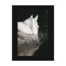 Arabian Horse Slick