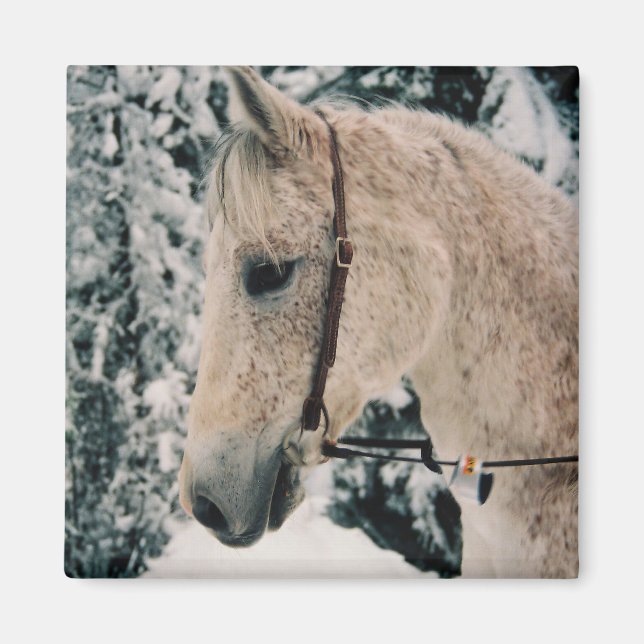 Arabian Mix Magnet (Vorne)