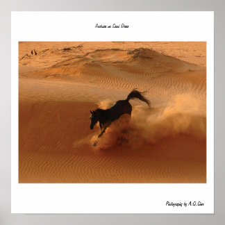 Arabian on Sand Dune Poster