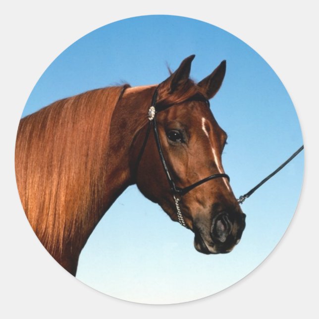Arabian Show Horse Runder Aufkleber (Vorderseite)
