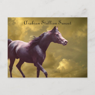 Arabian Stallion Stormy Sunset Postcard Postkarte