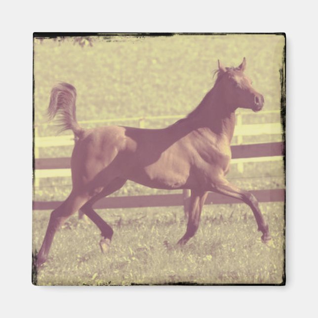 Arabian Trot Magnet (Vorne)