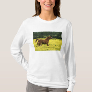 Arabianischer Fohlen und Stute durchlaufen T-Shirt