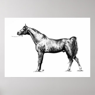 Arabisch in Pen und Ink Poster