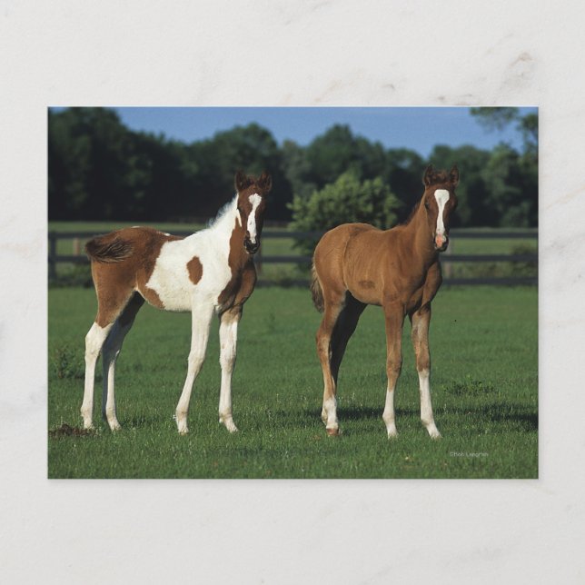 Arabische Fohlen auf Grassy Field Stehend Postkarte (Vorderseite)
