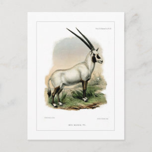 Arabische Oryx Postkarte