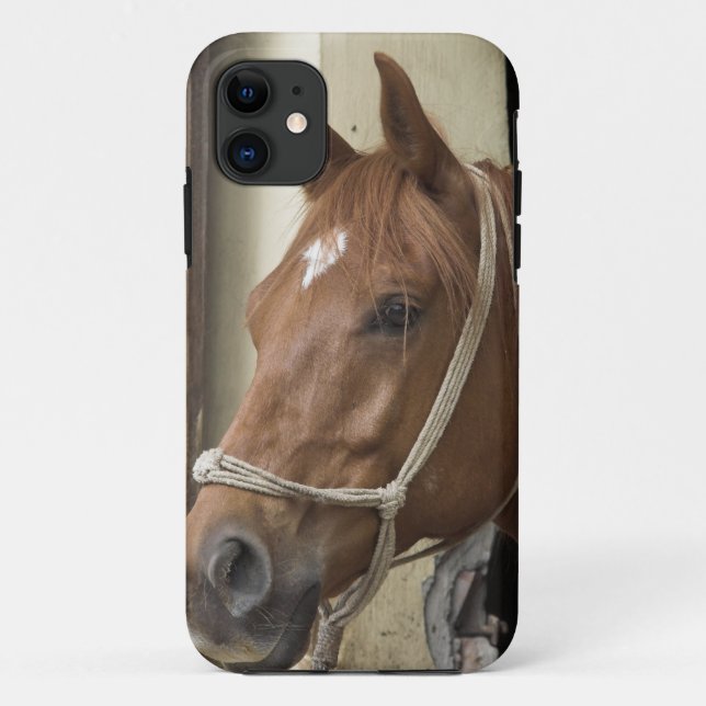 Arabische Pferde Case-Mate iPhone Hülle (Rückseite)