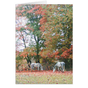 Arabische Pferde Chas u. Chiaro