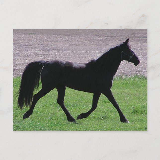 arabische Profile Postkarten (Vorderseite)