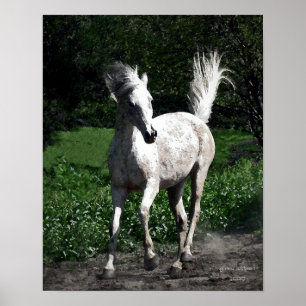 Arabische Stute Poster