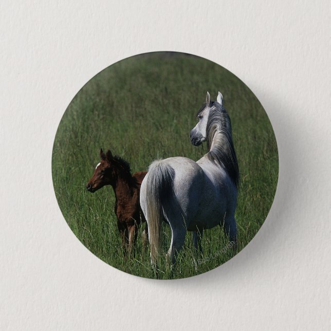 Arabische Stute u. Fohlen Button (Vorderseite)