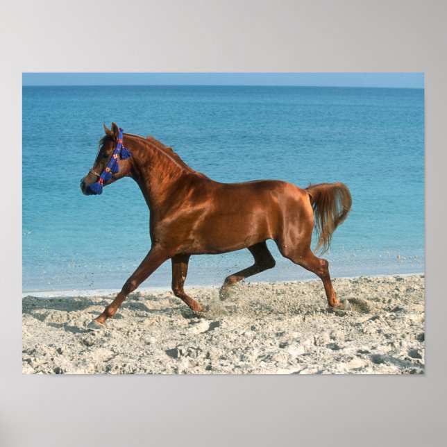 Arabischer Kastanienhengst am Strand Poster (Vorne)