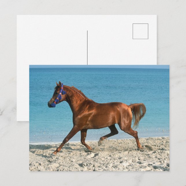 Arabischer Kastanienhengst am Strand Postkarte (Vorne/Hinten)