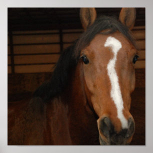 Arabischer Pferdedruck Poster