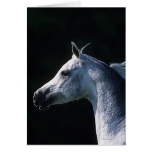 Arabischer PferdeHeadshot 2