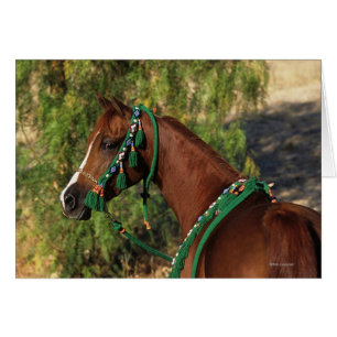 Arabischer Pferdekopf mit Bridle