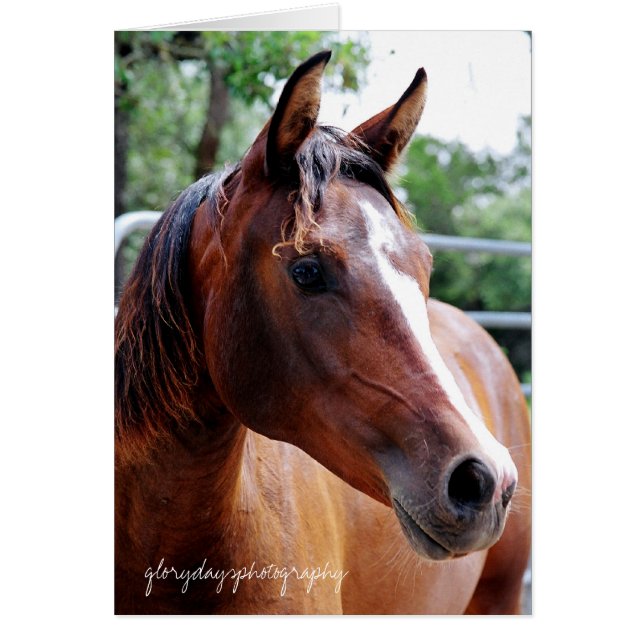 arabischer Pferdekopf-Schuss, Glorydaysphotographi (Vorne)