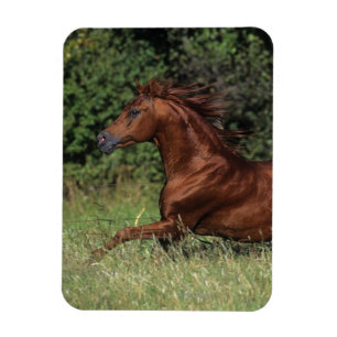 Arabischer Stallion, der in das Gras läuft Magnet