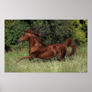Arabischer Stallion, der in das Gras läuft Poster
