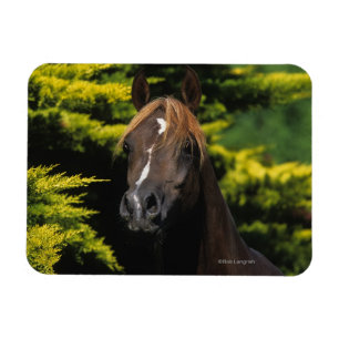 Arabischer Stallion Magnet