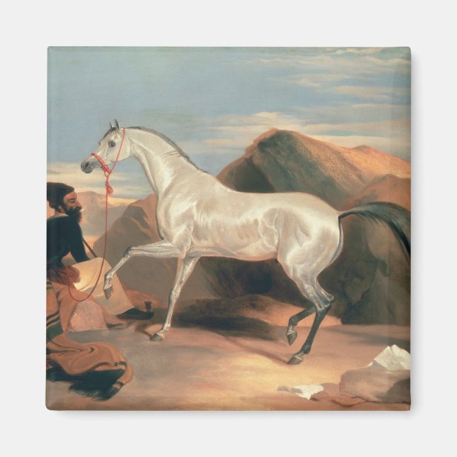 Arabischer Stallion Magnet (Vorne)