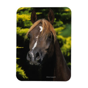 Arabischer Stallion Magnet