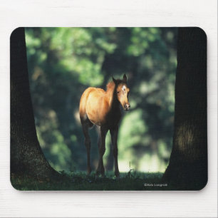 Arabisches Fohlen in den Bäumen Mousepad