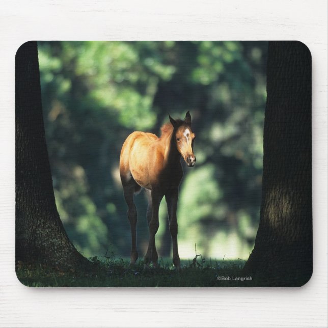 Arabisches Fohlen in den Bäumen Mousepad (Vorne)