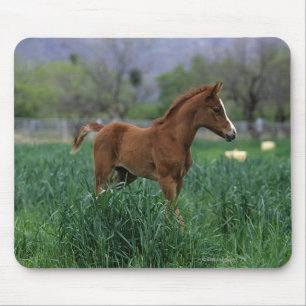 Arabisches Fohlen stehend Mousepad