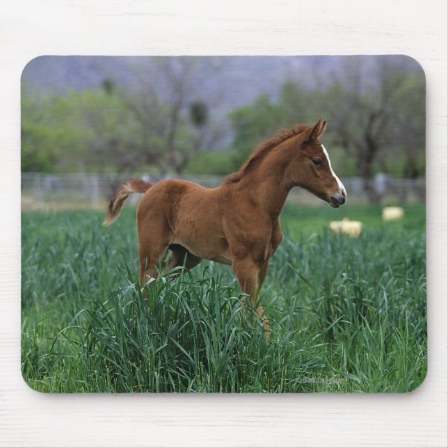 Arabisches Fohlen stehend Mousepad (Vorne)