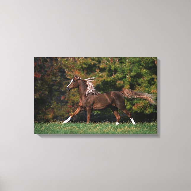 Arabisches Pferd auf Grassy Field Leinwanddruck (Vorderseite)