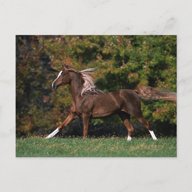 Arabisches Pferd auf Grassy Field Postkarte (Vorderseite)
